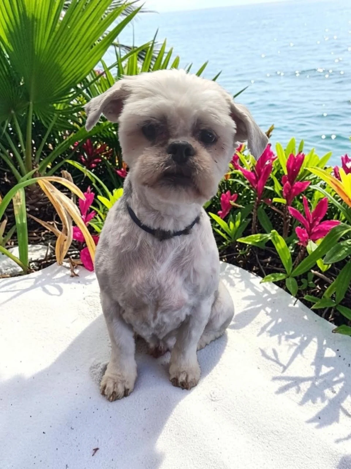 Yordogs Grooming Salon gallery photo 4